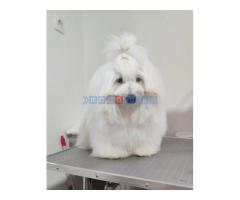 Coton de Tulear