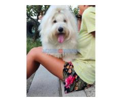 Coton de Tulear - Fotografija 3/4