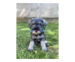 Patuljasti Šnaucer Miniature Schnauzer