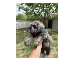 Patuljasti Šnaucer Miniature Schnauzer