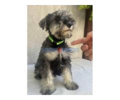 Patuljasti Šnaucer Miniature Schnauzer - Fotografija 3/4