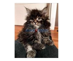 Maine Coon mačići - Fotografija 2/6