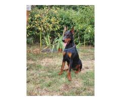 Doberman ženka - Fotografija 3/3