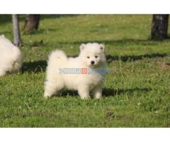 Samojed štenci - Fotografija 2/6