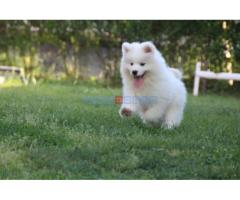 Samojed štenci - Fotografija 6/6