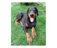 Doberman, štenci