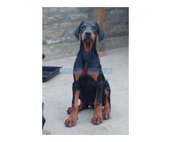 Doberman, štenci - Fotografija 2/4