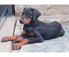 Doberman, štenci - Fotografija 3/4