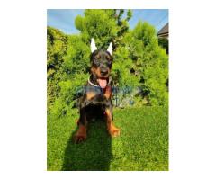 Doberman štenci - Fotografija 1/4