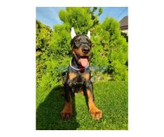 Doberman štenci - Fotografija 2/4