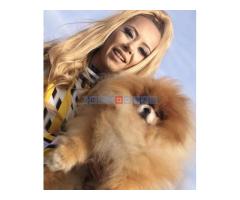 Pomeranski špic,Pomeranac,Pomeranian,Boo štenci - Fotografija 1/5