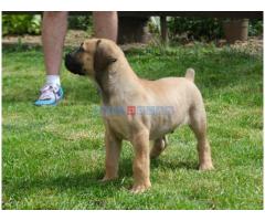 Boerboel Južnoafrički mastif stenci - Fotografija 1/6