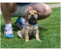 Boerboel Južnoafrički mastif stenci - Fotografija 2/6