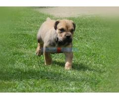 Boerboel Južnoafrički mastif stenci - Fotografija 4/6