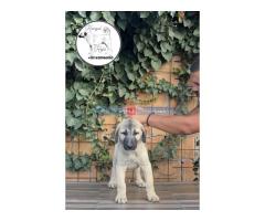 Turski Kangal štenci - Fotografija 3/6