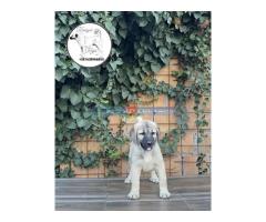 Turski Kangal štenci - Fotografija 5/6