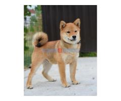 Shiba inu stenci