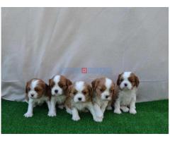 CAVALIER KING CHARLES  spaniel štenci