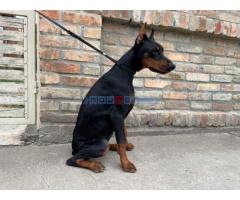 Doberman , štenci