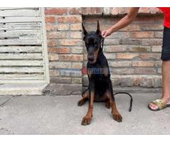 Doberman , štenci