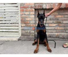 Doberman , štenci - Fotografija 3/5