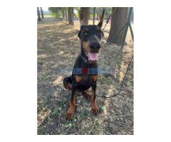 Doberman , štenci - Fotografija 4/5