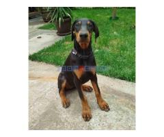 Doberman-štenci - Fotografija 1/5