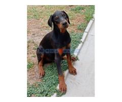 Doberman-štenci - Fotografija 2/5