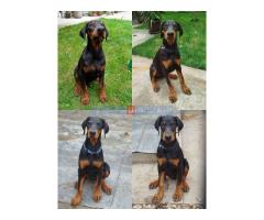 Doberman-štenci - Fotografija 4/5