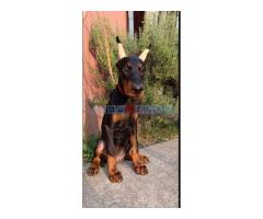 Štenci dobermana - Fotografija 1/6