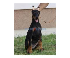 Štenci dobermana - Fotografija 2/6