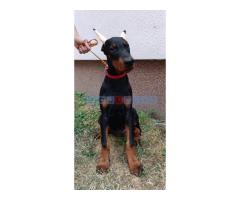 Štenci dobermana - Fotografija 3/6