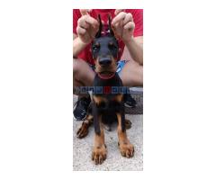 Štenci dobermana - Fotografija 6/6