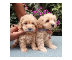 MALTIPOO stenad