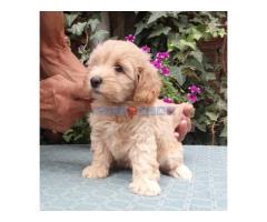 MALTIPOO stenad