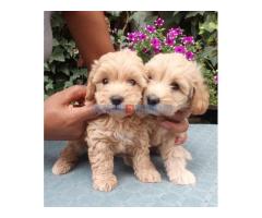 MALTIPOO stenad