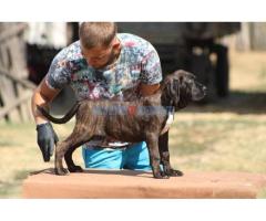 Cane corso štenci - Fotografija 1/6