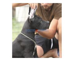 Cane corso štenci - Fotografija 3/6