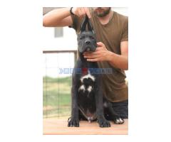 Cane corso štenci - Fotografija 6/6