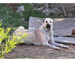 Turski kangal štenci - Fotografija 5/6