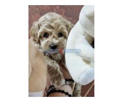 Preslatke bebice MALTIPOO