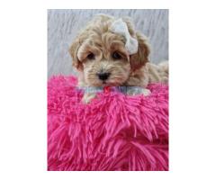 Preslatke bebice MALTIPOO