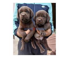 Labrador retriver štenci braon boje - Fotografija 3/4