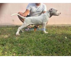 Dogo Argentino štenci - Fotografija 2/4