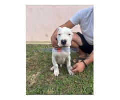 Dogo Argentino štenci - Fotografija 3/4