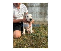 Dogo Argentino štenci - Fotografija 4/4