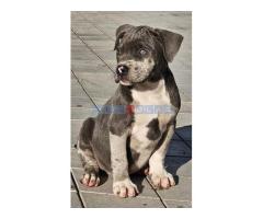 American bully xl