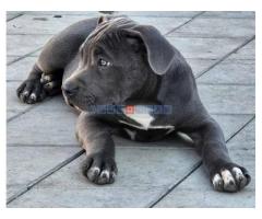 American bully xl