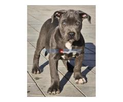 American bully xl