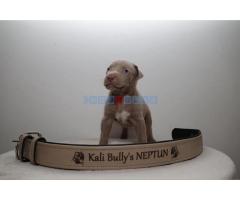 American bully Xl